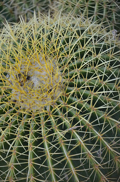 istock Close up of Barrel Cactus (Echinocactus Grussonii) 502751732