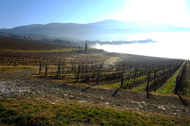 istock Foggy day in a Chianti area 502751832