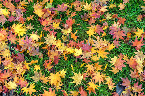 Colorful fall maple leaves  on a background of green grass. Top view.