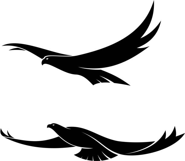 Two graceful flying birds Silhouette in black of two graceful flying birds with their wings in different positions, vector illustration isolated on white eagle bird stock illustrations