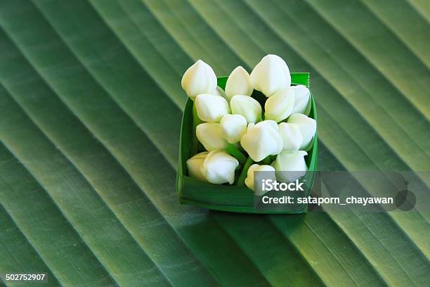 Fresh White Jasmine On Green Banana Leaf Stock Photo - Download Image Now - Aromatherapy, Asia, Backgrounds