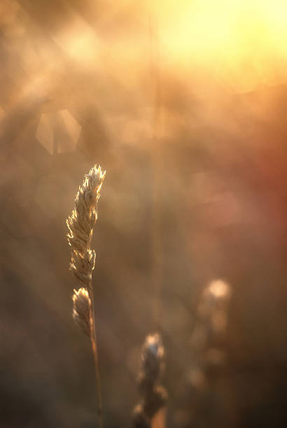 istock Summer grassland with bokeh, blur and golden sunlight 502752977