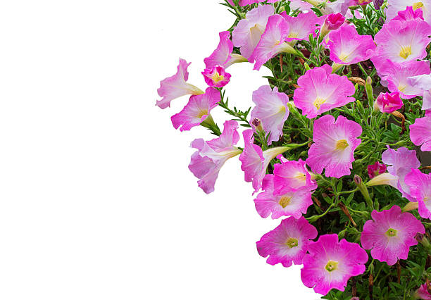 istock Colorful petunia flowers Background 502753251