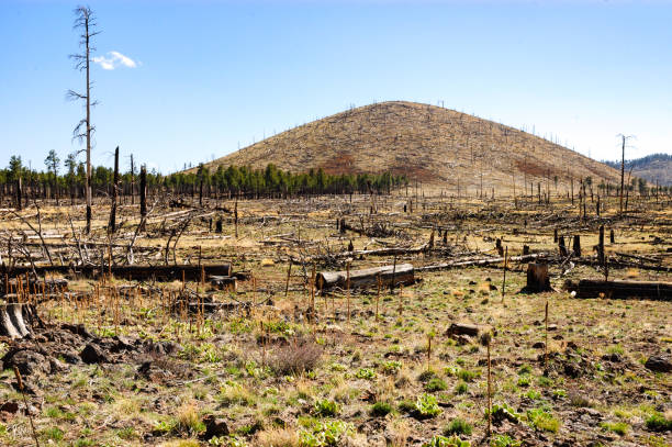 istock The San Francisco Peaks in Coconino National Forest 502753256