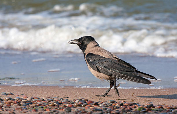 Hooded Crow (Corvus cornix)