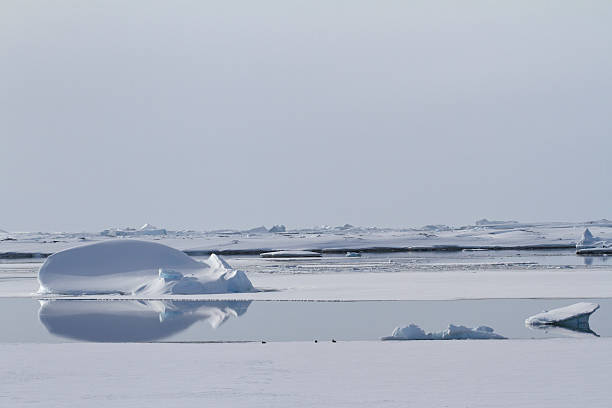 growler parmi les ice floes en hiver polynyas eaux de l'antarctique - tony snow photos et images de collection