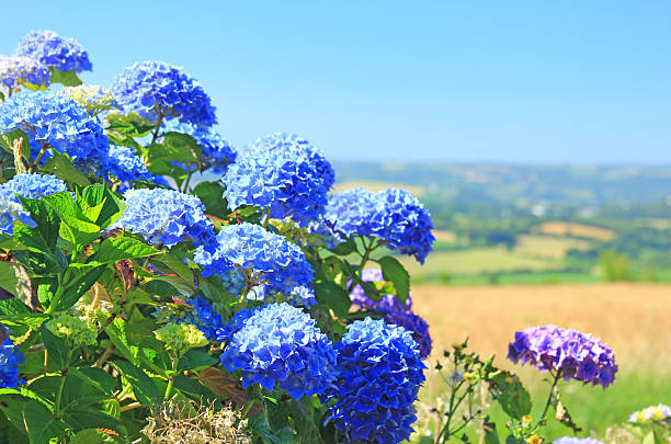 flowering Hortensia (Hydrangea) in Brittany, France