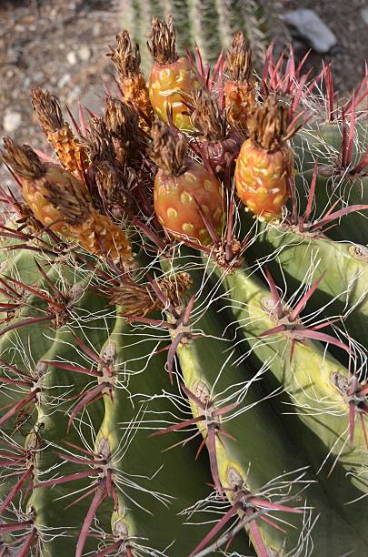 istock Close up of Ferocactus Pringlei Cactus 502754094