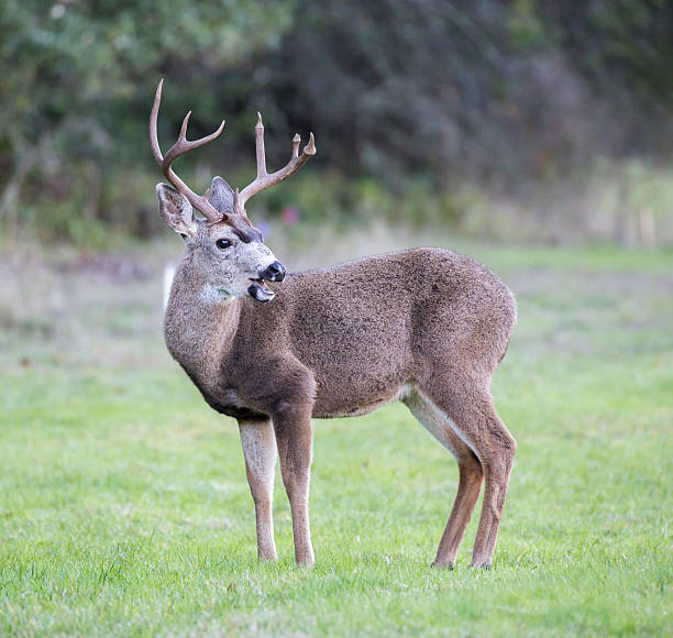 istock Black-tailed Deer, Odocoileus hemionus, Male 502754470