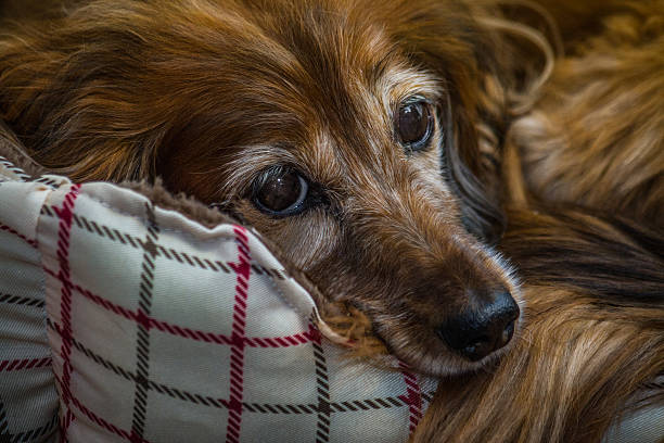 rojo y gris lady - dachshund dog reliability animal fotografías e imágenes de stock