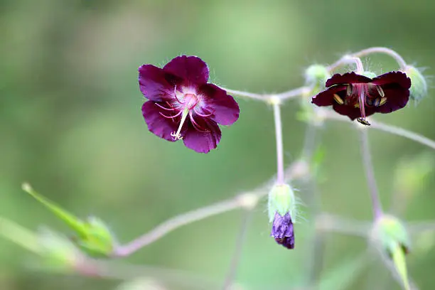Photo showing dark purple hardy English geranium flowers, growing in a mature herbaceous garden border.  This particular plant is known as a Geranium Phaeum 'Mourning Widow').