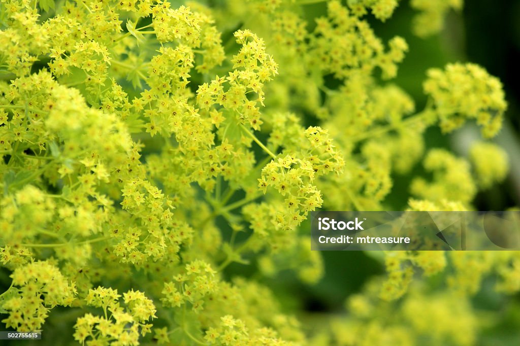 Image of yellow alchemilla mollis flowers / herbaceous Lady's Mantle plant Photo showing the green / yellow flowers (often described as being chartreuse in colour) on a large alchemilla mollis plant.  This compact, herbaceous perennial plant is a popular choice for ground cover and is commonly known as Lady's Mantle. Lady's Mantle Stock Photo