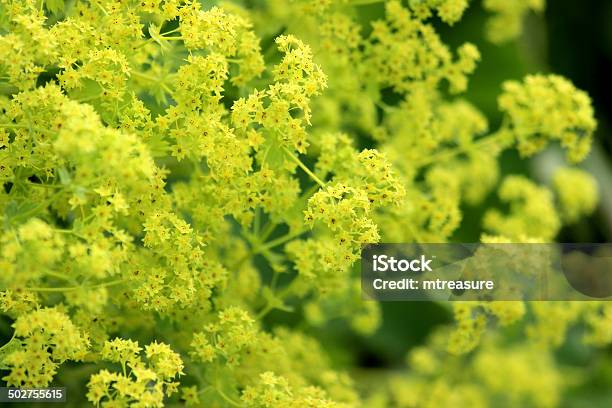Image Of Yellow Alchemilla Mollis Flowers Herbaceous Ladys Mantle Plant Stock Photo - Download Image Now