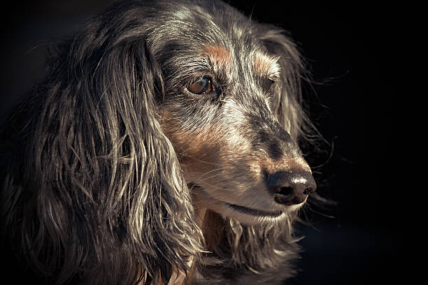 velho fiel rapariga - dachshund dog reliability animal imagens e fotografias de stock