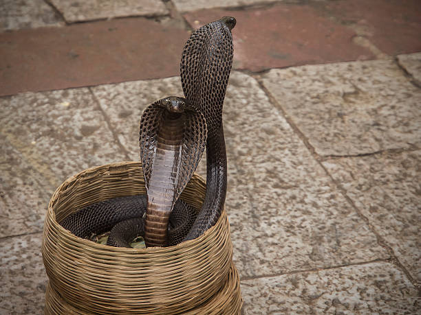 istock two cobras in a basket 502757508