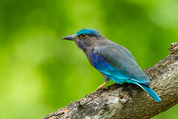 istock Side view of Indian roller 502757605