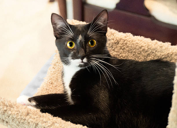 Chat noir avec taches blanches - Photo