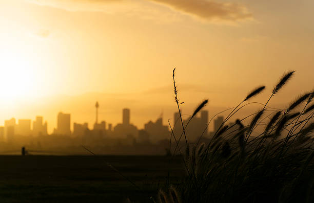 istock Silhouette of tall grass at sunset 502758366