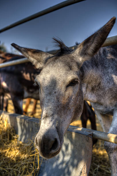 Donkey portrait stock photo