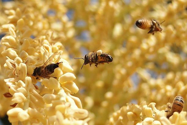 Bee on bunch of yellow flowers II