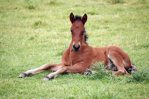 istock cute brown foal lying on meadow 502759069