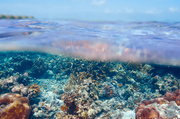 istock Coral reef at Maldives 502759109