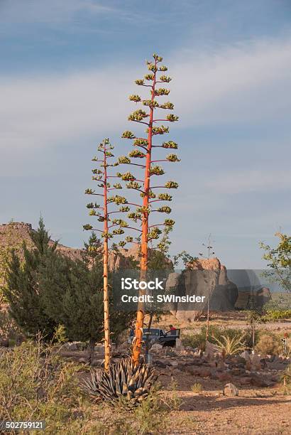 Attività Ricreative Presso City Of Rocks State Park Nel Nuovo Messico - Fotografie stock e altre immagini di Agave