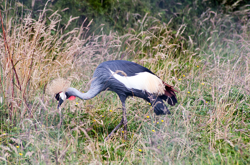 crowned crane in the grass