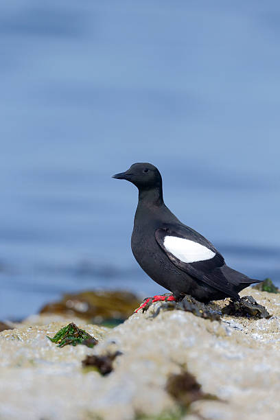 istock Black guillemot, Cepphus grylle 502759279