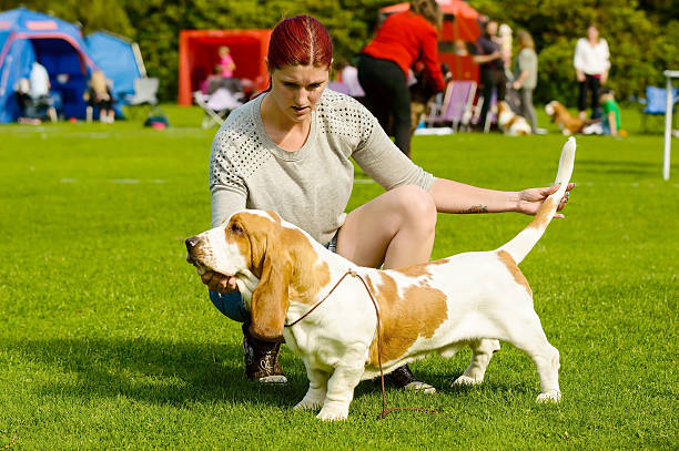 basset hound - exhibition of dog foto e immagini stock