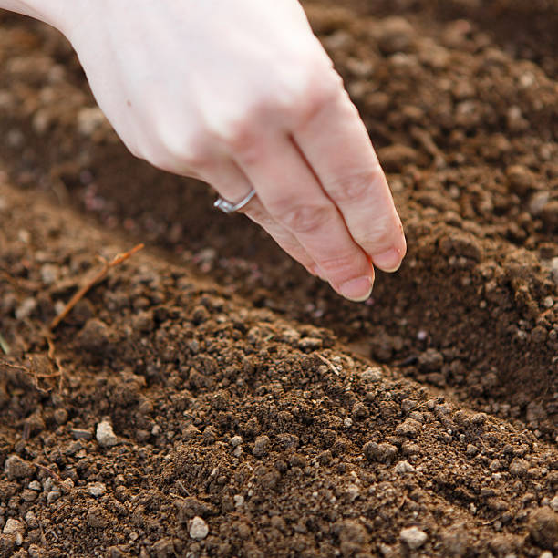 istock woman hand sowing seed 502759691