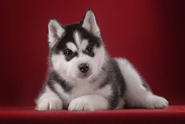 istock Very cute puppy Husky in the Studio with decorations and 502759760