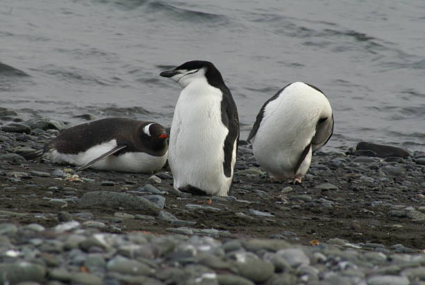 istock Penguins on a rocky beach in Antarctica 502760098
