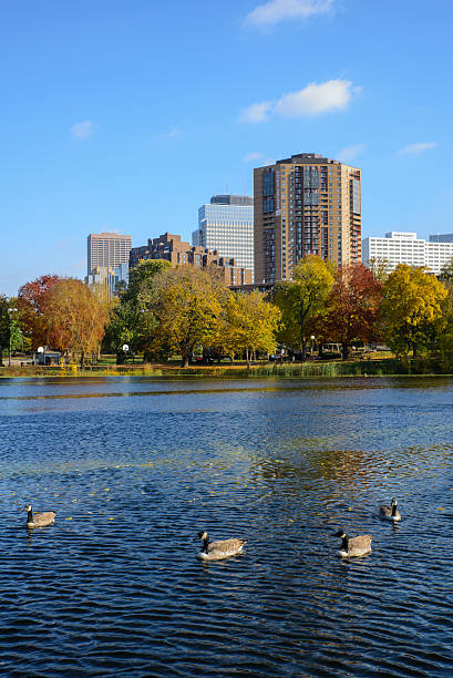 istock Loring Park Pond with Geese in Autumn 7 502760574