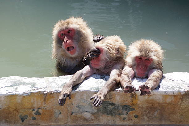 istock The Japanese monkey which likes a hot spring very much 502761066