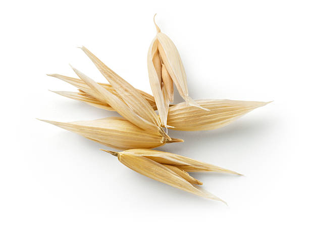 istock Oat grain isolated on white background. With clipping path. 502761764