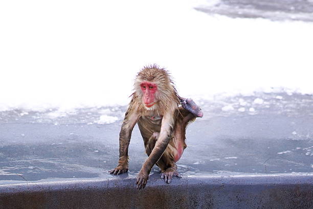 istock The Japanese monkey which likes a hot spring very much 502762504