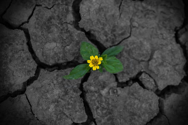 istock Pattern of Plant in dried cracked soil 502763548