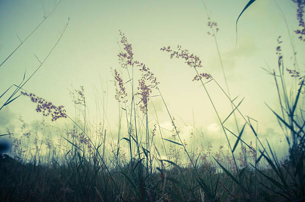 istock wildflower field nature background 502763886