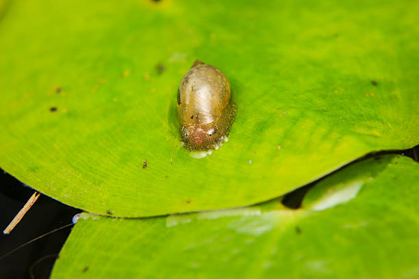 istock Close up of small snail on lotus leaf 502764916