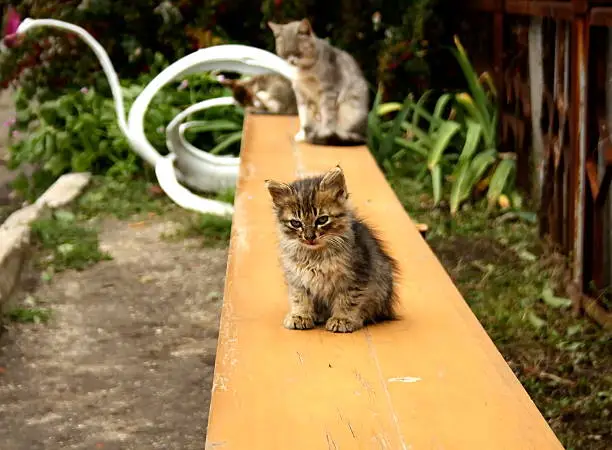 Photo of funny cat on the yellow bench