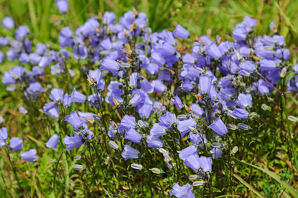 frequentes harebells (campânula rotundifolia) na europa - common harebell imagens e fotografias de stock