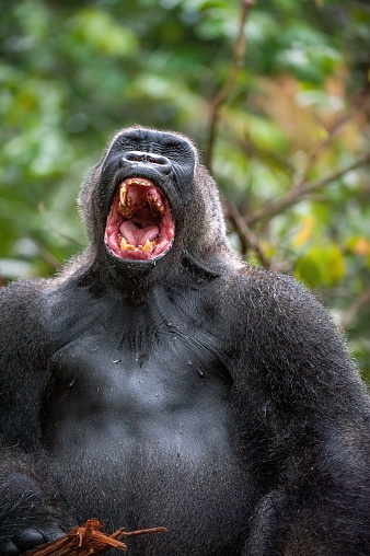 Silverback - adult male of a gorilla. Western Lowland Gorilla. A gorilla appears to be laughing, mouth open, yawning.