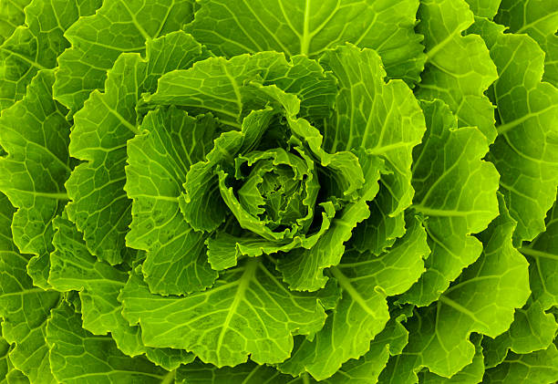 Fresh green cabbage stock photo