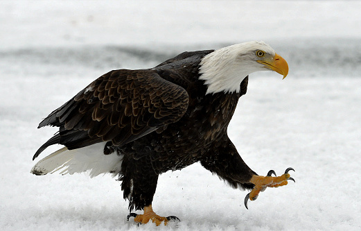 BALD EAGLE ( Haliaeetus leucocephalus ) eagle walking on the snow . Chilkat River Alaska USA America