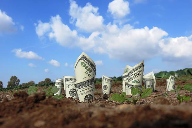istock American dollars grow from the ground 502777250