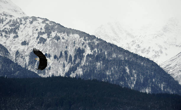 istock The american bald eagle in flight against alaska mountains. 502777398
