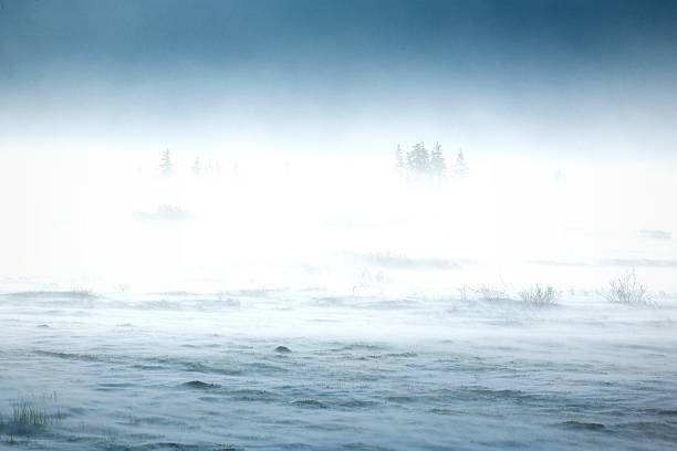 schneesturm im "tundra" landschaft mit bäumen. - forest tundra stock-fotos und bilder