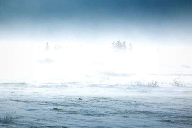 Snowstorm in tundra landscape with trees.  low visibility conditions due to a snow storm in  tundra  foreground in Canada  at winter time