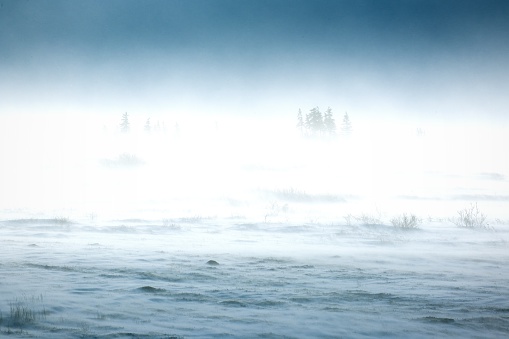 Snowstorm in tundra landscape with trees.  low visibility conditions due to a snow storm in  tundra  foreground in Canada  at winter time